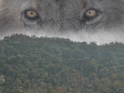 LA MONTAGNE AUX LIONS - Les secrets de la Nature