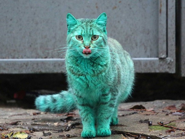 Petites annonces chat bleu yeux verts casque logo images : achat location vente 