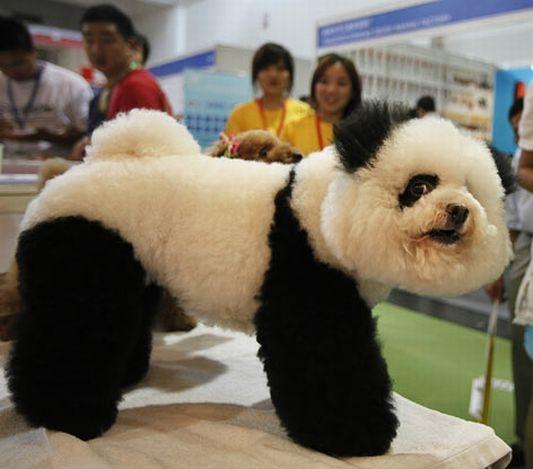 En images : elle maquille son chien en panda et frôle l'arrestation 