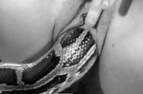 Girl Has Sex With Snake Porn - Snake in pussy photos - Instant galleries to share with friends - Lump