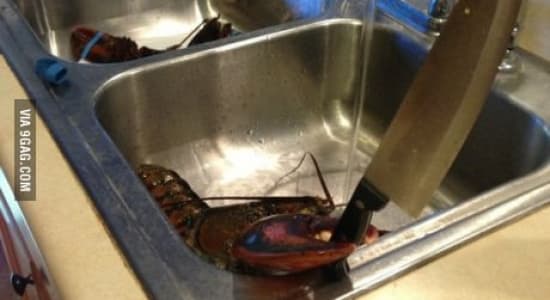 Time to revenge ! [lobster,motherfucker,knife]