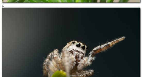 Salticidae (Jumping Spider)