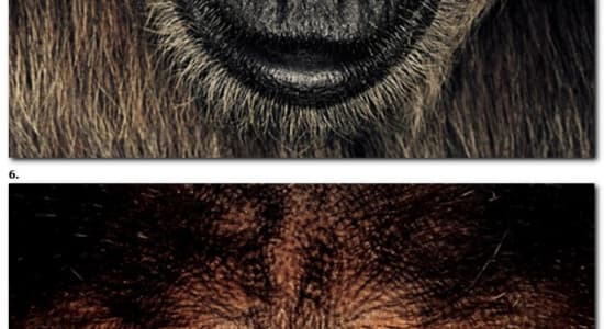 Photos d'identité de singes
