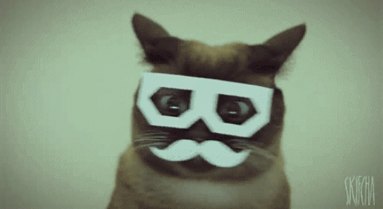Le chat hipster.