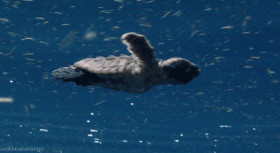 Un bébé tortue de mer qui nage