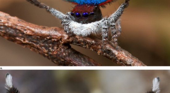 Maratus volans // Peacock spider