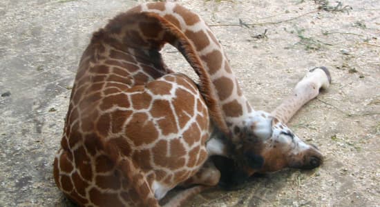 Voici comment dorment les girafes 