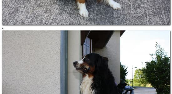 Max, le chien Suisse