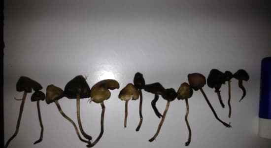 Amateurs de champignons ?