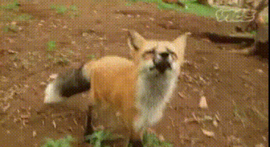 Outfoxed