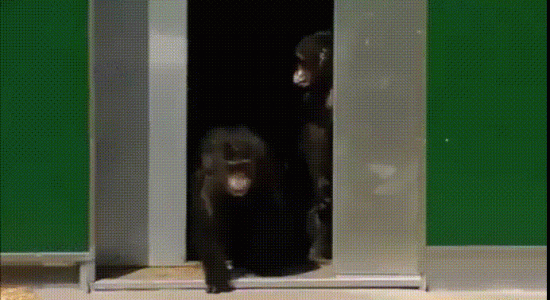 3 Chimpanzés de labo' de 30 ans relâché dans un parc.