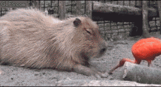 Comment éteindre un capybara