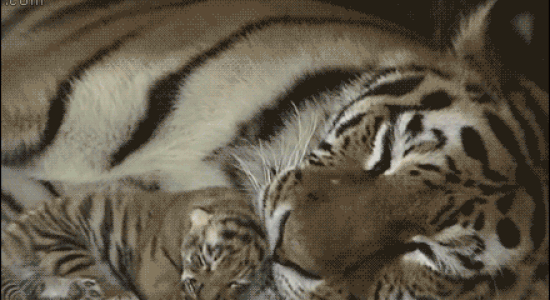 Une tigresse et son petit 