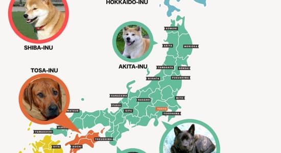 Provenance des chiens Japonais par région .