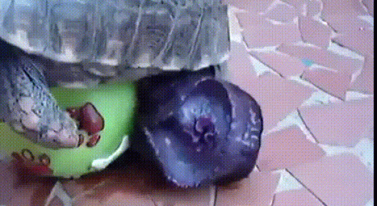Pénis de tortue 