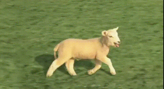 Complétement chèvre