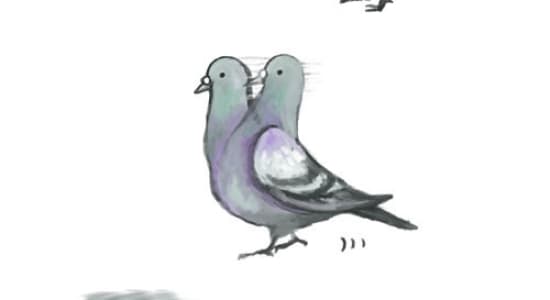 Turbo-Pigeon 