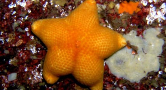 Sexy starfish