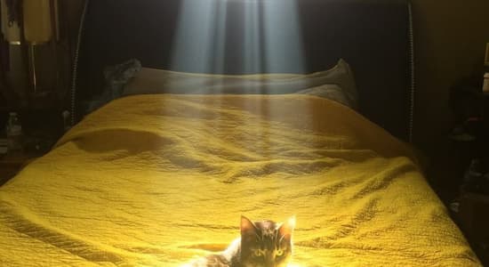 The Holy Pussy