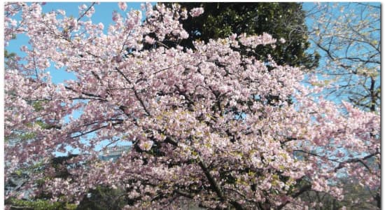 1er Cerisier en fleurs (Sakura) au châteaux d'Edo