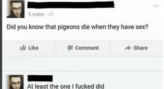 Le pigeon, ce drôle d'oiseau.