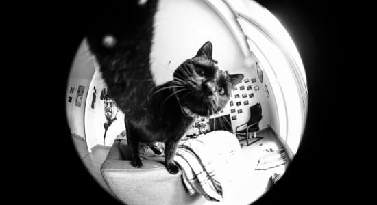Je vous présente mon chat, Salem ! Depuis tout petit je l'ai accoutumé à l'appareil photo, donc il est plutôt à l'aise face à l'objectif ! 
