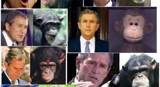 Bush = chimpanzé ?