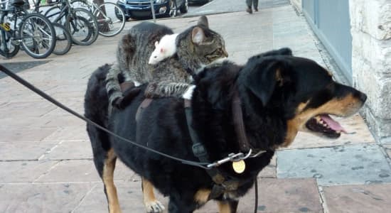 Une souris sur un chat sur un chien