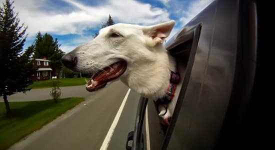 Dogs in Cars in Slow Motion