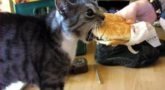 I can haz cheezburger !!!