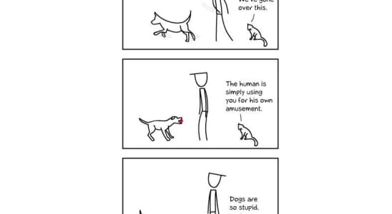 Les chiens sont stupides