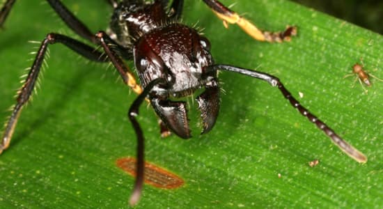 [science] fourmi paraponera