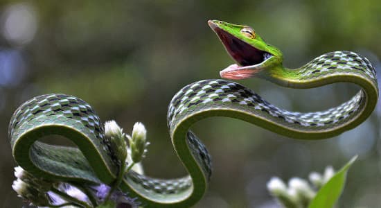 Ahaetulla nasuta (Serpent des vignes)