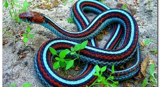 San Francisco Garter Snake (serpent)