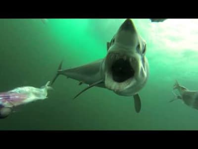 Attaque de requin mako sur des appats