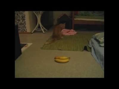 1 cat 2 bananas