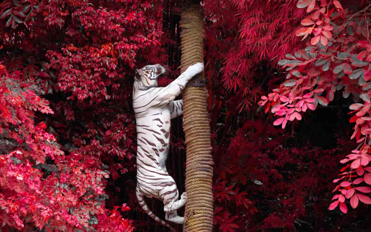 Les tigres blancs voient la vie en rose