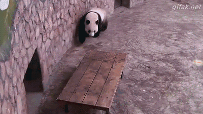 Un panda échappe à une attaque  