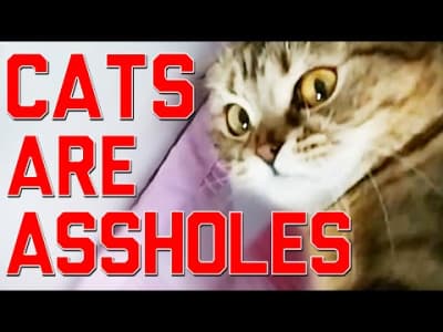Cats are Assholes !