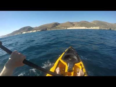 Un kayakiste attaqué par un requin marteau