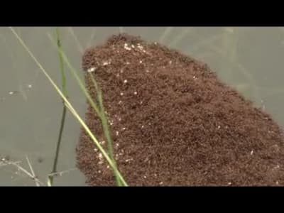 Des fourmis construisent un radeau avec leurs corps.