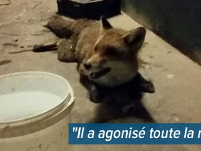 Bruxelles aucun vétérinaire ne veut prendre en charge un renard