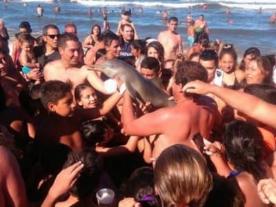 Des touristes tuent un dauphin pour prendre des photos