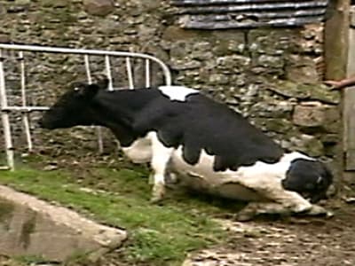 Nouveau cas de vache folle en France