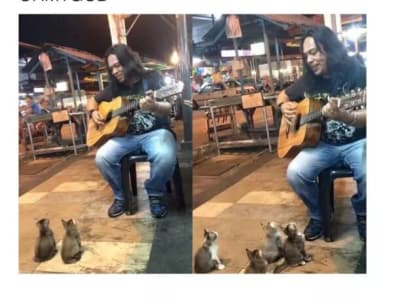 La guitare est un aimant à chattes