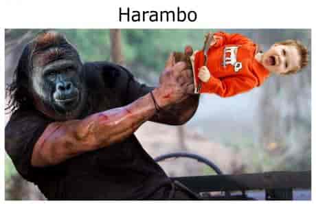 Harambo