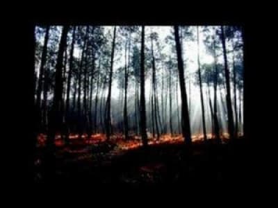 [Black Metal] Gris - Il Etait Une Forêt...
