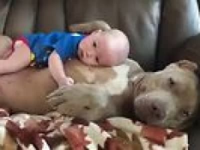 Un pit bull attaque un bébé