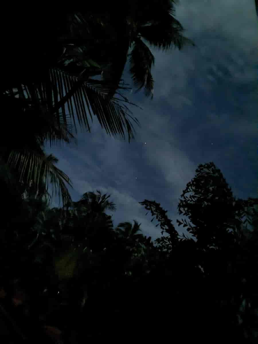 Un soir sous les palmiers