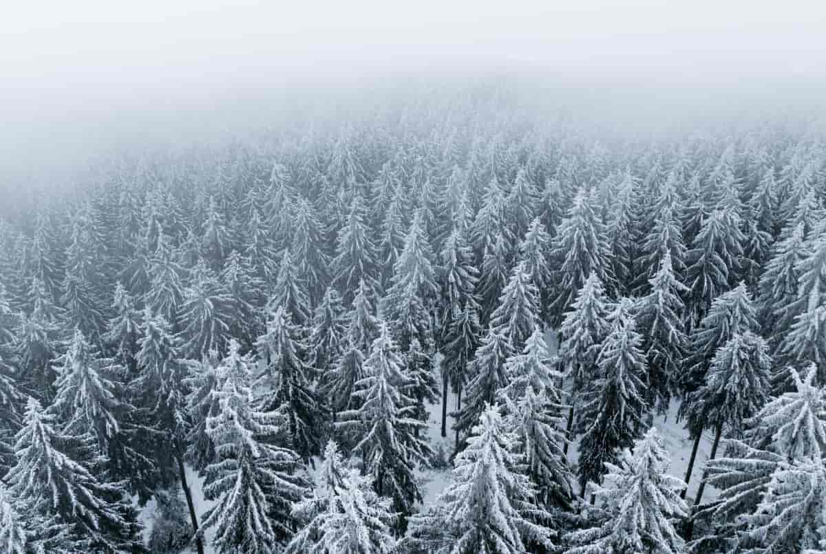 Brouillard au dessus d'une forêt de sapins enneigés